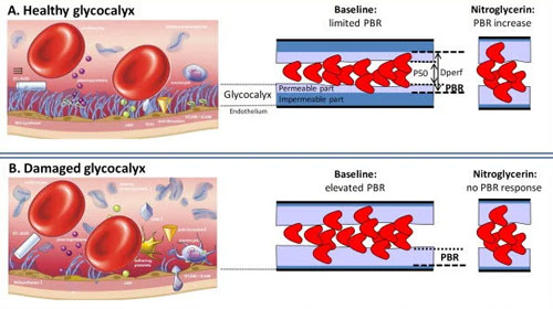 glycocalyx